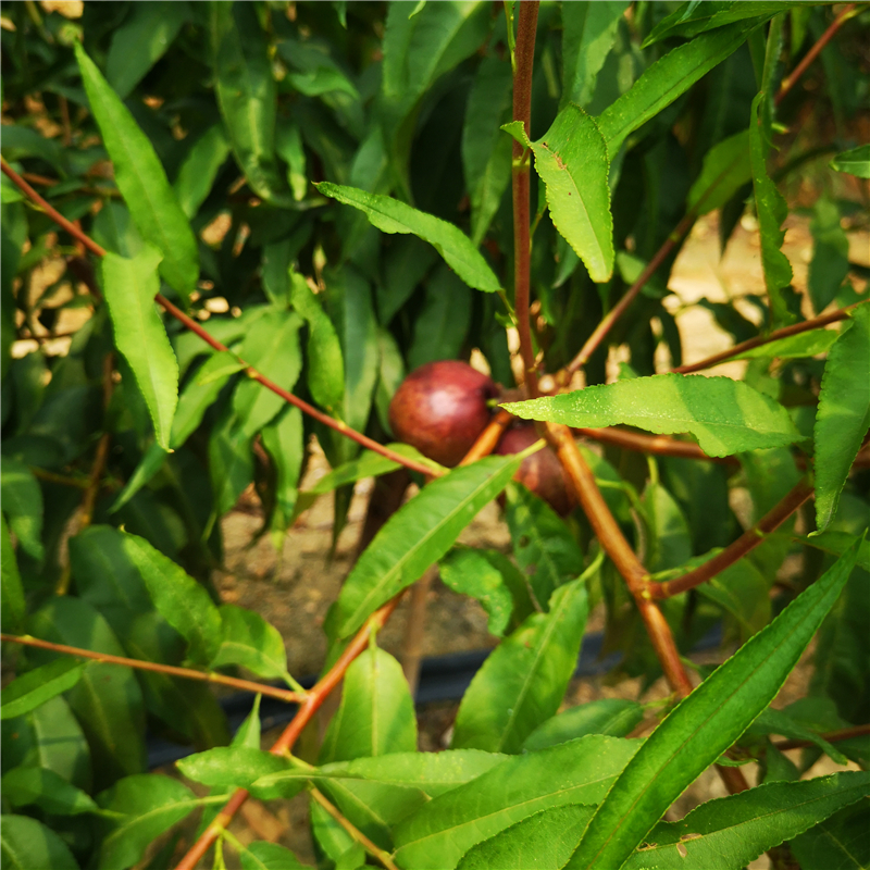 特大蜜桃1嫁接桃树介绍厂家