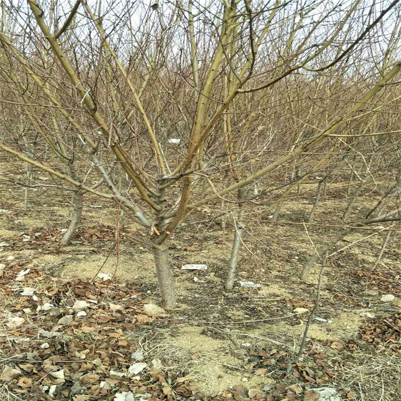 中油19號嫁接桃樹介紹農(nóng)戶推廣