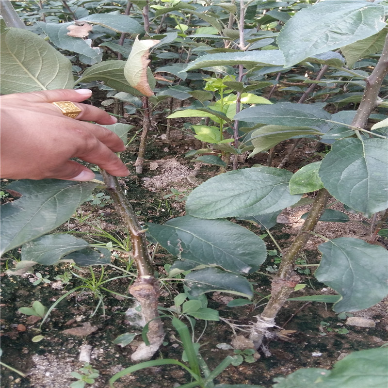 甜黃魁蘋果苗規(guī)格甜黃魁蘋果苗規(guī)格農(nóng)戶推廣
