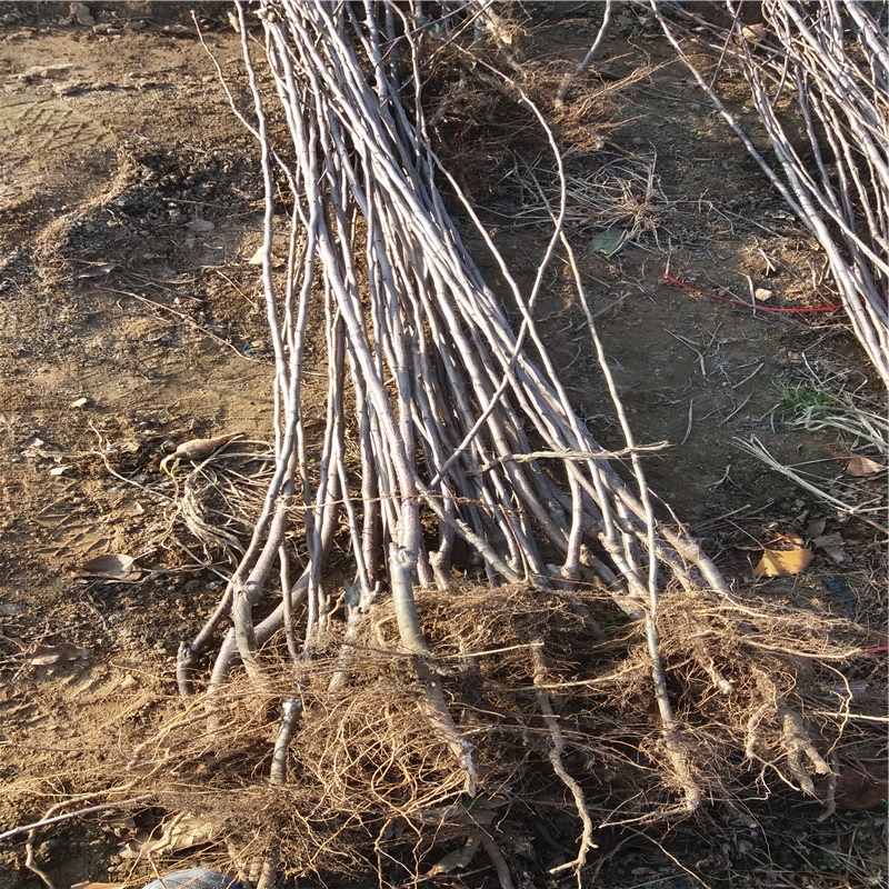甜黃魁蘋果苗建園甜黃魁蘋果苗種植技術貨源地介紹