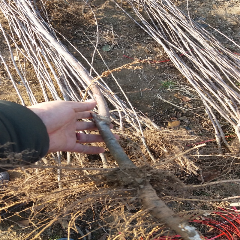 莫迪蘋果苗規(guī)格莫迪蘋果苗種植技術(shù)