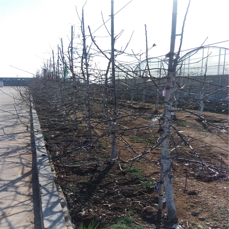 甜黃魁蘋果苗建園甜黃魁蘋果苗種植技術貨源地介紹