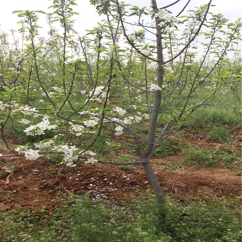 莫迪蘋果苗規(guī)格莫迪蘋果苗種植技術(shù)