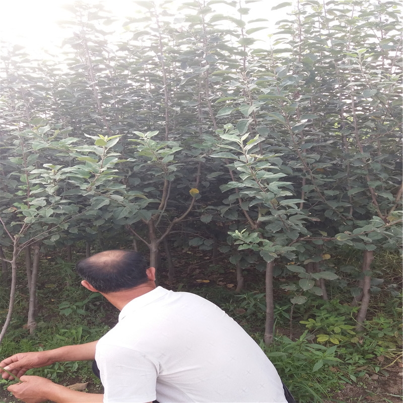 遼伏蘋果苗供應(yīng)遼伏蘋果苗供應(yīng)廠家農(nóng)戶推廣