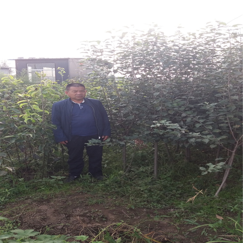 恩派蘋果苗規(guī)格恩派蘋果苗高產(chǎn)方法貨源地介紹