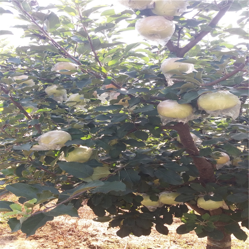 甜黃魁蘋果苗規(guī)格甜黃魁蘋果苗規(guī)格農(nóng)戶推廣
