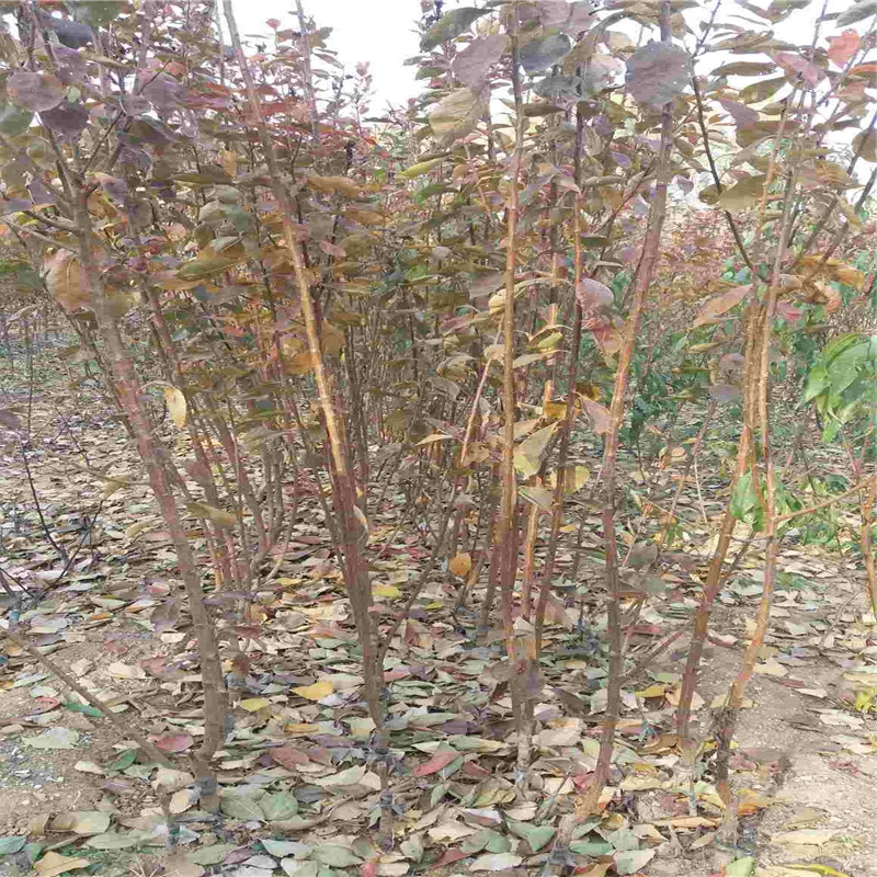 甜黃魁蘋果苗規(guī)格甜黃魁蘋果苗規(guī)格農(nóng)戶推廣