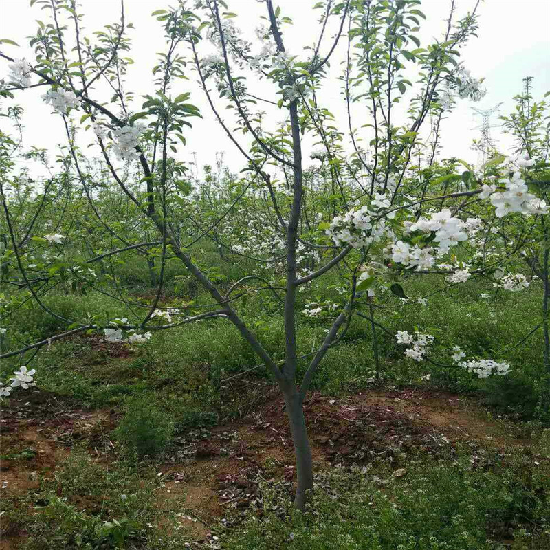 M26蘋(píng)果苗建園M26蘋(píng)果苗規(guī)格