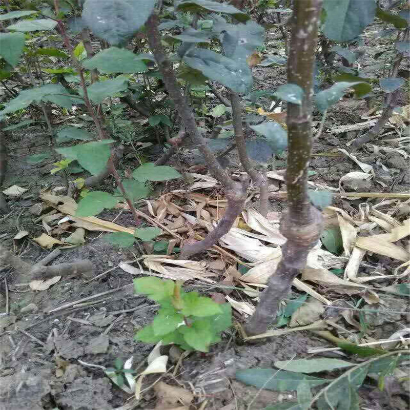北斗蘋果苗規(guī)格北斗蘋果苗高產(chǎn)方法歡迎選購