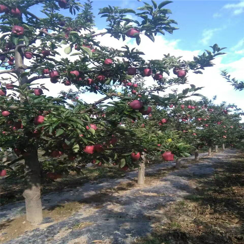 維納斯黃金蘋果苗建園維納斯黃金蘋果苗高產(chǎn)方法