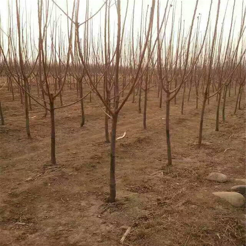 莫迪蘋果苗規(guī)格莫迪蘋果苗種植技術(shù)