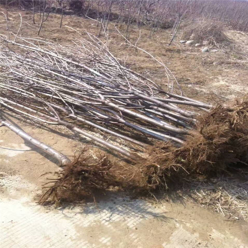 莫迪蘋果苗規(guī)格莫迪蘋果苗種植技術(shù)