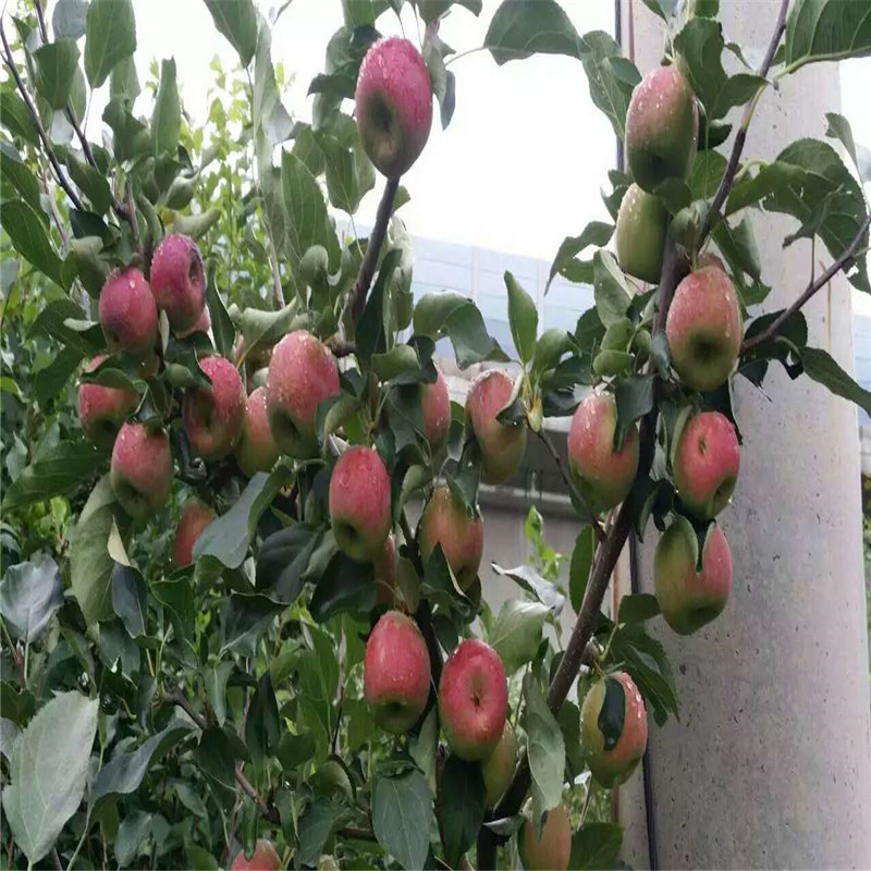莫迪蘋果苗規(guī)格莫迪蘋果苗種植技術(shù)