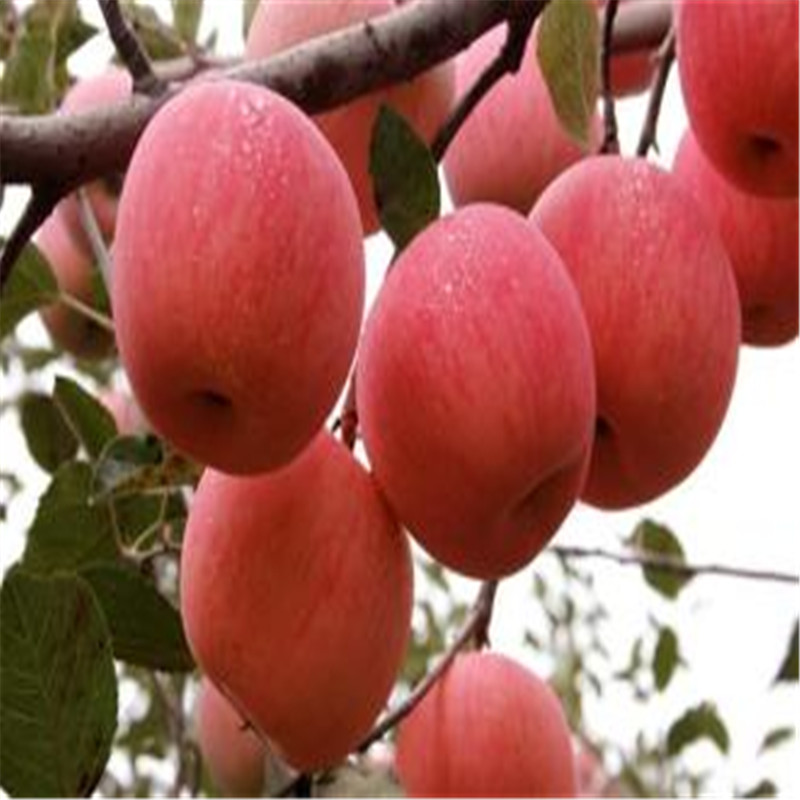遼伏蘋果苗供應(yīng)遼伏蘋果苗供應(yīng)廠家農(nóng)戶推廣