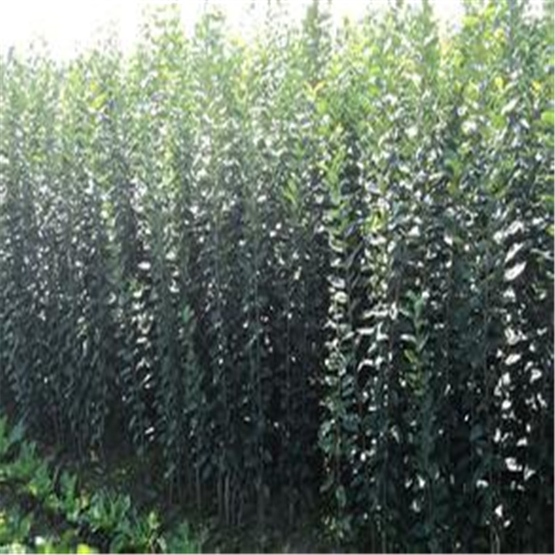 遼伏蘋果苗供應(yīng)遼伏蘋果苗供應(yīng)廠家農(nóng)戶推廣