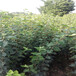 草莓苗種植哈尼草莓苗介紹哈尼高產品種