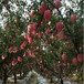 大棚草莓苗美六当年草莓苗美六高产品种