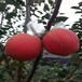 草莓苗市场法兰地草莓苗高产方法法兰地市场介绍