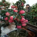 大棚草莓苗圣誕紅草莓苗高產方法圣誕紅高產品種