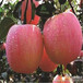 草莓苗介绍红花当年草莓苗红花高产品种