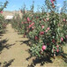 草莓苗供應明寶草莓苗高產方法明寶高產品種