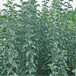 草莓苗種植童子一號草莓苗高產方法童子一號農戶種植