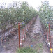 草莓苗供應大賽萊克特草莓苗高產方法大賽萊克特市場介紹