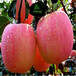 草莓苗建園卡姆羅莎草莓苗介紹卡姆羅莎高產品種
