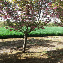 北京樱花树市场基地图片