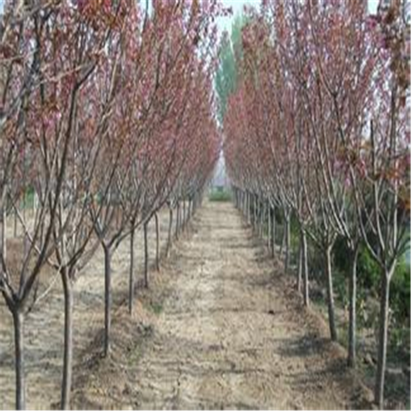 辽宁樱花树介绍樱花树基地