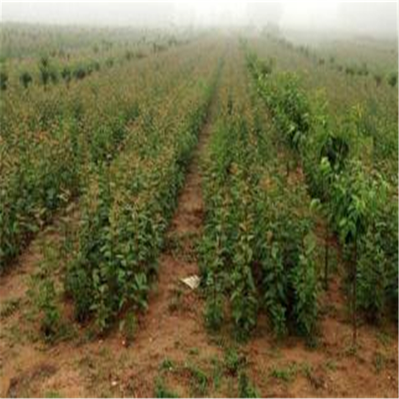 山東櫻花樹(shù)農(nóng)戶種植介紹