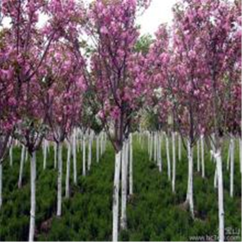 云南樱花树介绍价格大量供应