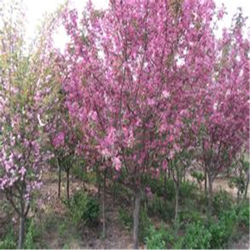 寧夏批發(fā)櫻花樹農(nóng)戶種植基地