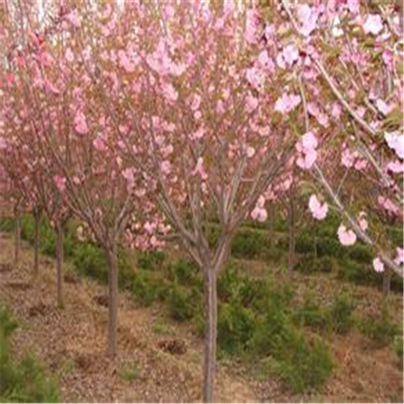 辽宁樱花树介绍樱花树基地