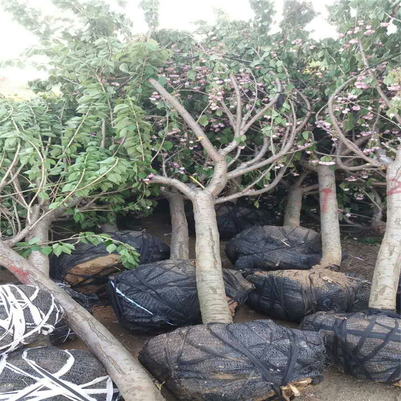 天津樱花树规格樱花树基地