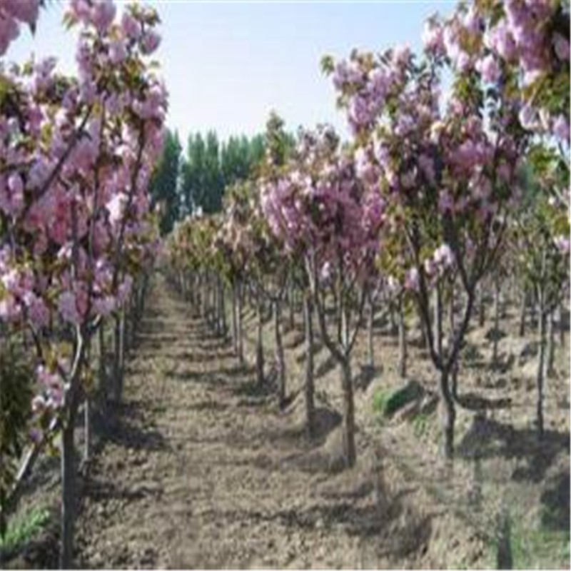 四川批发樱花树樱花树基地