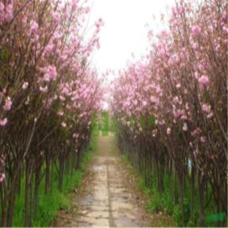 青海樱花树规格市场农户