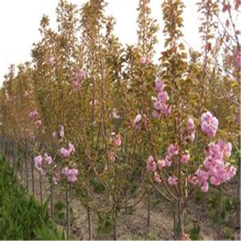 贵州樱花树介绍农户种植介绍