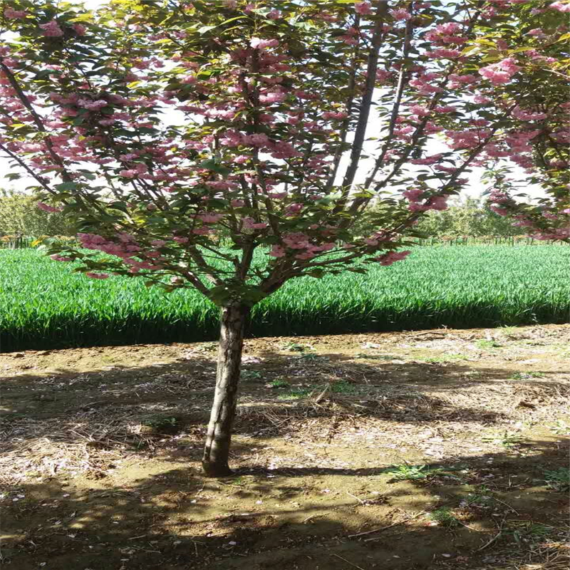 天津樱花树规格樱花树基地