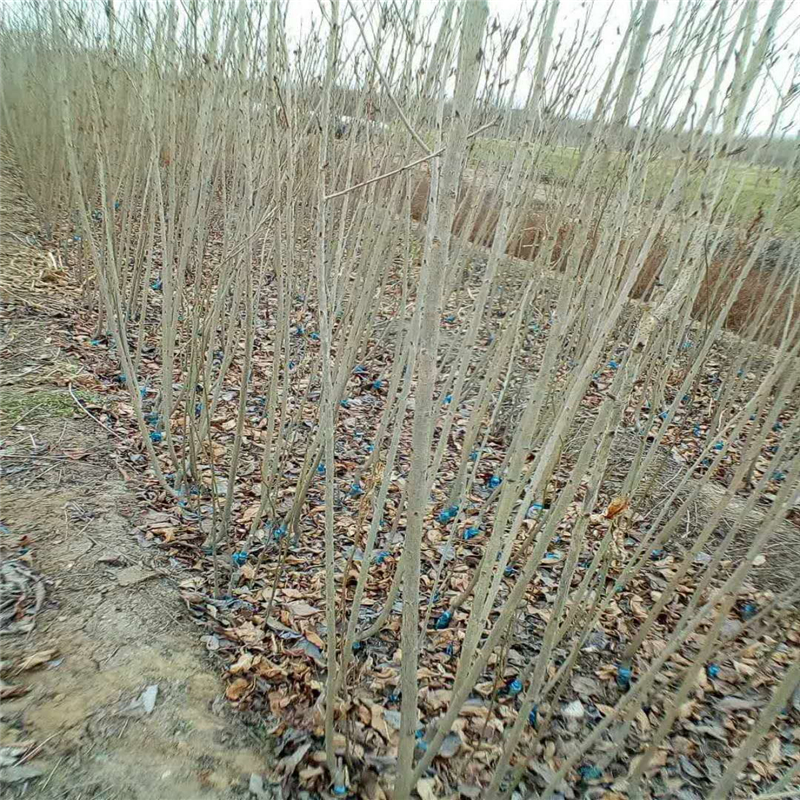 青海樱花树规格市场农户