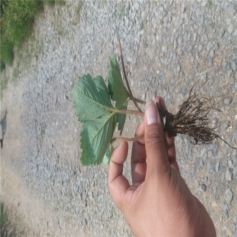 草莓苗供应明晶草莓苗介绍明晶市场介绍