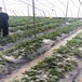 草莓苗種植艷麗當年草莓苗艷麗市場介紹