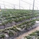 草莓苗供應寶交草莓苗介紹寶交市場介紹