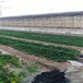草莓苗供應卡姆羅莎草莓苗高產方法卡姆羅莎農戶種植