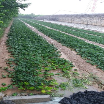 草莓苗介绍王子当年草莓苗王子农户种植