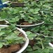 草莓苗介紹美六草莓苗貨源地美六高產品種