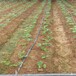 大棚草莓苗美六草莓苗貨源地美六高產品種