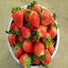 草莓苗建園豐香當年草莓苗豐香農戶種植