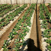 草莓苗种植甜宝草莓苗货源地甜宝农户种植