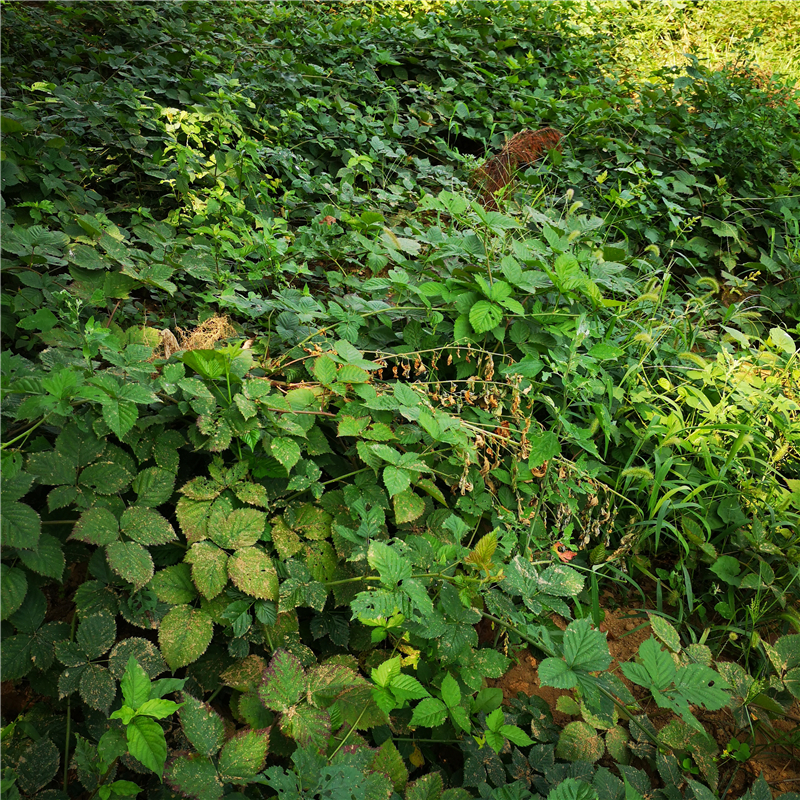 大棚草莓苗哈尼草莓苗高產(chǎn)方法哈尼市場介紹